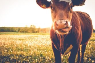 A bovinocultura leiteira brasileira | VEJA
